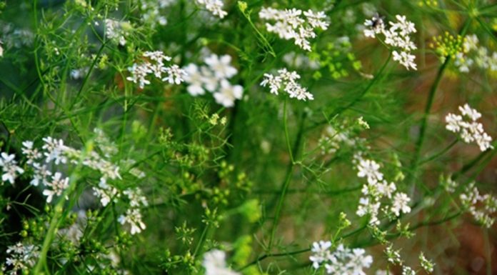 What is Eucalyptus? Why Do People Bathe with Eucalyptus on the Eve of Lunar New Year’s Eve?
