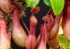 Carnivorous Plants: Unveiling the Intriguing Features, Practical Uses, and Comprehensive Growing Guide