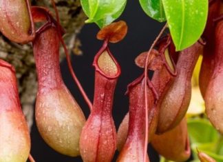 Carnivorous Plants: Unveiling the Intriguing Features, Practical Uses, and Comprehensive Growing Guide