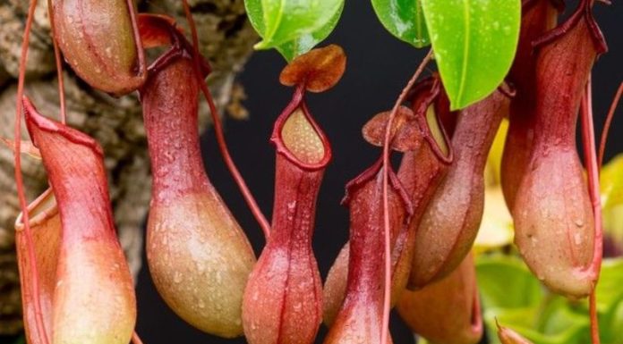 Carnivorous Plants: Unveiling the Intriguing Features, Practical Uses, and Comprehensive Growing Guide
