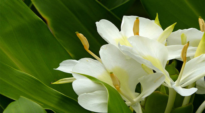 The Magic of Mugwort – Unveiling the Secrets of this Powerful Herb and its Amazing Healing Properties