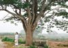 The Chinese Parasol Tree: Symbolism, Pictures, and a Guide to Growing and Caring for This Tree at Home