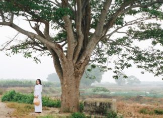 The Chinese Parasol Tree: Symbolism, Pictures, and a Guide to Growing and Caring for This Tree at Home