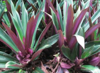 What Do Pearl Trees Mean? Their Beauty, and How to Grow and Care for Them at Home.