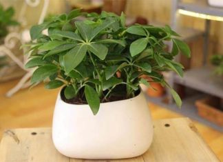 What are the Different Types of Schefflera Plants and Which is the Most Popular Variety Today?