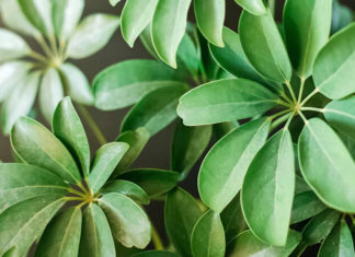 The Mystical Five-Fingered Ginger: Unveiling the Ancient Secrets of this Feng Shui Power Plant and its Magical Growth