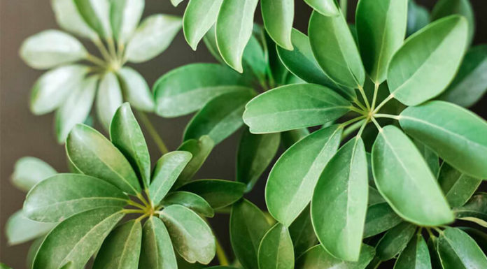 The Mystical Five-Fingered Ginger: Unveiling the Ancient Secrets of this Feng Shui Power Plant and its Magical Growth