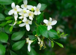 The Magic Scent: Transform Your Home with This Fragrant Flower