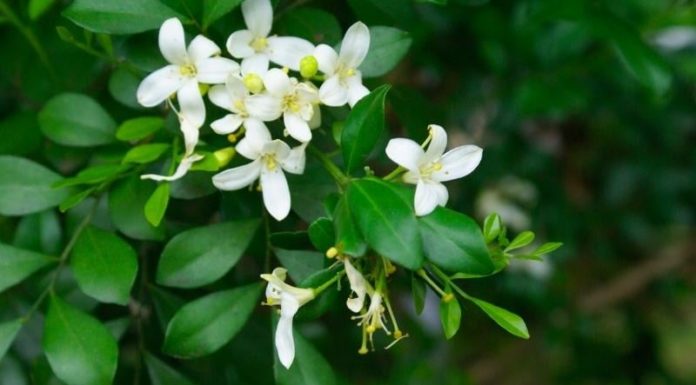 The Magic Scent: Transform Your Home with This Fragrant Flower