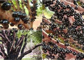 “The Mystique of the Woody Grape Vine: Unraveling its Allure”