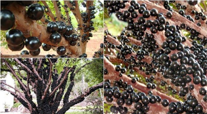 “The Mystique of the Woody Grape Vine: Unraveling its Allure”