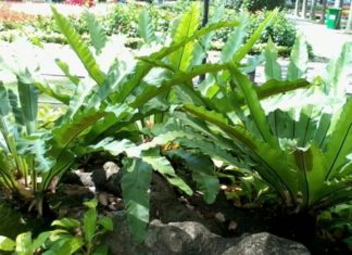 What is the Phoenix Palm Tree? Understanding Its Feng Shui Significance, Characteristics, and Care