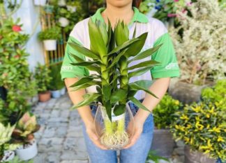 The Money Tree and its Lotus Bud: Unveiling a Prosperous Secret