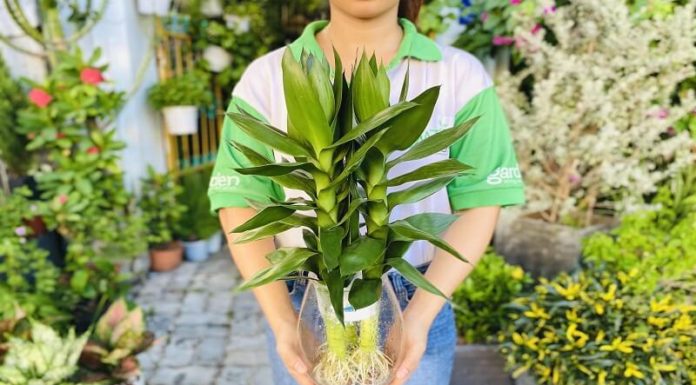 The Money Tree and its Lotus Bud: Unveiling a Prosperous Secret