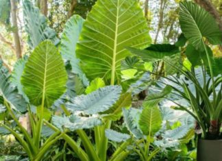 The Easiest Big-Leafed Plant to Grow for an Abundance of Wealth and Fortune: The Bigger the Leaves, the Luckier You’ll Be!