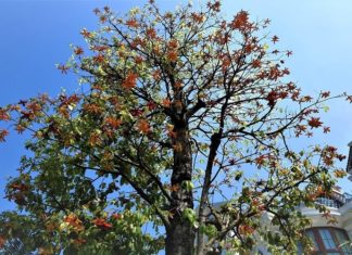 The Magic of the Sang Tree: Unlocking its Symbolism, Beauty, and Care for Your Home