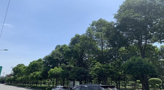 Black Star Tree: Unveiling the Secrets of its Significance, Visual Appeal, and Easy Home Cultivation