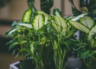 The Star Tree: Unlocking its Meaning, Beauty, and Home Care