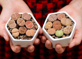 The Marvel of Living Stones: Unveiling the Unique Beauty of Lithops