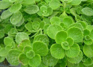 The Fragrant Lotus Tree: Significance, Pictures, and Easy Home Gardening Tips