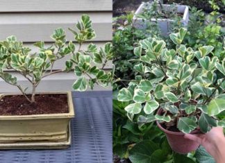 The Weeping Jade Tree: Symbolism, Pictures, and a Guide to Growing and Caring for This Tree at Home