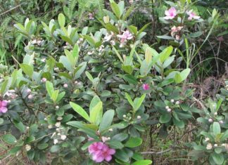 The Black Nightshade: Unveiling its Significance, Beauty, and Cultivation Secrets