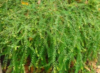 The Captivating Weeping Willow: Its Traits, Advantages, and Your Guide to Hassle-Free Gardening