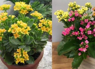 The Miracle Plant: Unraveling the Significance and Power of Aloe Vera in Feng Shui