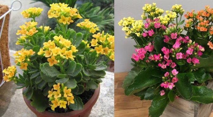 The Miracle Plant: Unraveling the Significance and Power of Aloe Vera in Feng Shui