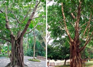 The Mighty Mahogany: Unlocking the Secrets of this Majestic Tree.