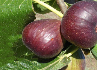 The American Mulberry Tree: Features, Significance, Planting Guide and Where to Buy.