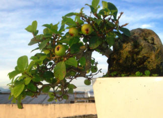 The Magic of Fig Bonsai: Unveiling Symbolism, Aesthetics, and the Art of Cultivation