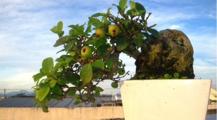 The Magic of Fig Bonsai: Unveiling Symbolism, Aesthetics, and the Art of Cultivation