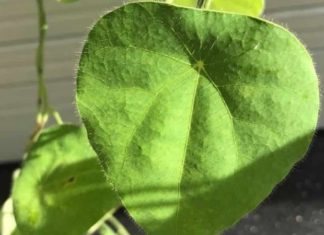 What is Perilla Frutescens? Understanding the Difference Between Pubescent and Glabrous Varieties.