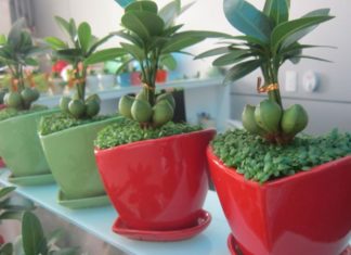 “Money Tree: Unveiling the Secrets of This Lucky Plant and How to Grow It for Abundance This Lunar New Year”