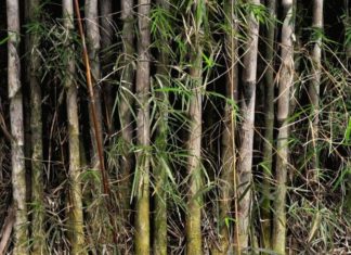 The Power of Bamboo: Unraveling its Unique Characteristics, Origins, and Life-Changing Applications