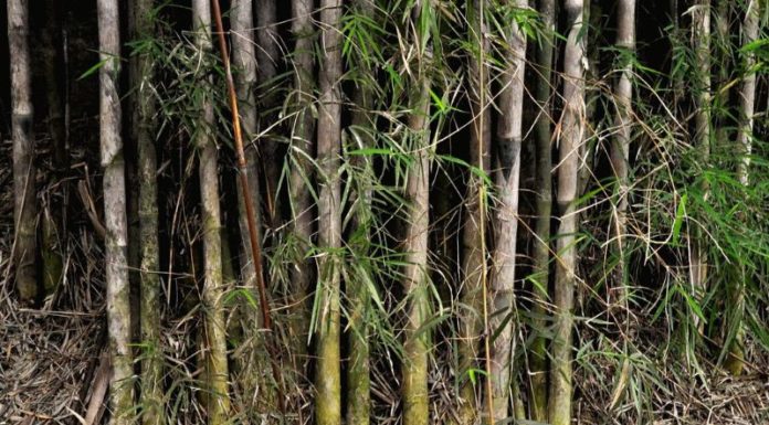 The Power of Bamboo: Unraveling its Unique Characteristics, Origins, and Life-Changing Applications