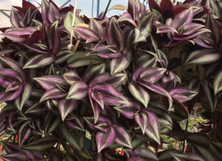 The Magic of Purple Allamanda: Unveiling its Charm and Care