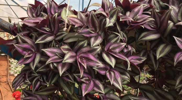 The Magic of Purple Allamanda: Unveiling its Charm and Care