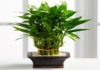 Money Tree: Features, Meanings, and Care Tips for a Thriving Plant