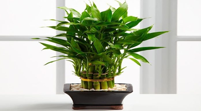 Money Tree: Features, Meanings, and Care Tips for a Thriving Plant