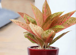 The Prosperity Tree: Significance, Symbolism, and Care