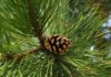 The Evergreen Conifer: Symbolism, Beauty, and How to Grow Them at Home