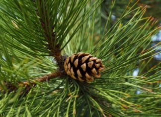 The Evergreen Conifer: Symbolism, Beauty, and How to Grow Them at Home