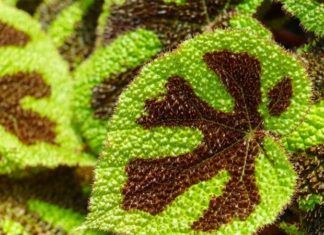 The Magic of the Sugar Maple Tree: Unveiling its Secrets and Cultivation Techniques