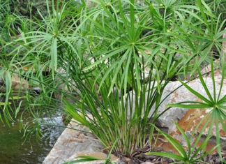 The Lucky Bamboo: Unlocking the Secrets of Feng Shui and Mastering its Care