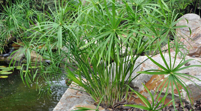 The Lucky Bamboo: Unlocking the Secrets of Feng Shui and Mastering its Care