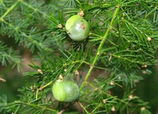The Magic of Cypress Trees: Unlocking Their Symbolism, Beauty, and Care for Your Home