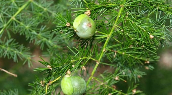 The Magic of Cypress Trees: Unlocking Their Symbolism, Beauty, and Care for Your Home