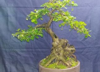 What is the Fujian Tea Tree? The Feng Shui Significance of the Fujian Tea Tree